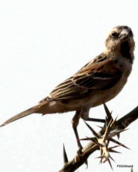 Shelley's Rufous Sparrow Photo by Frank Gilliland