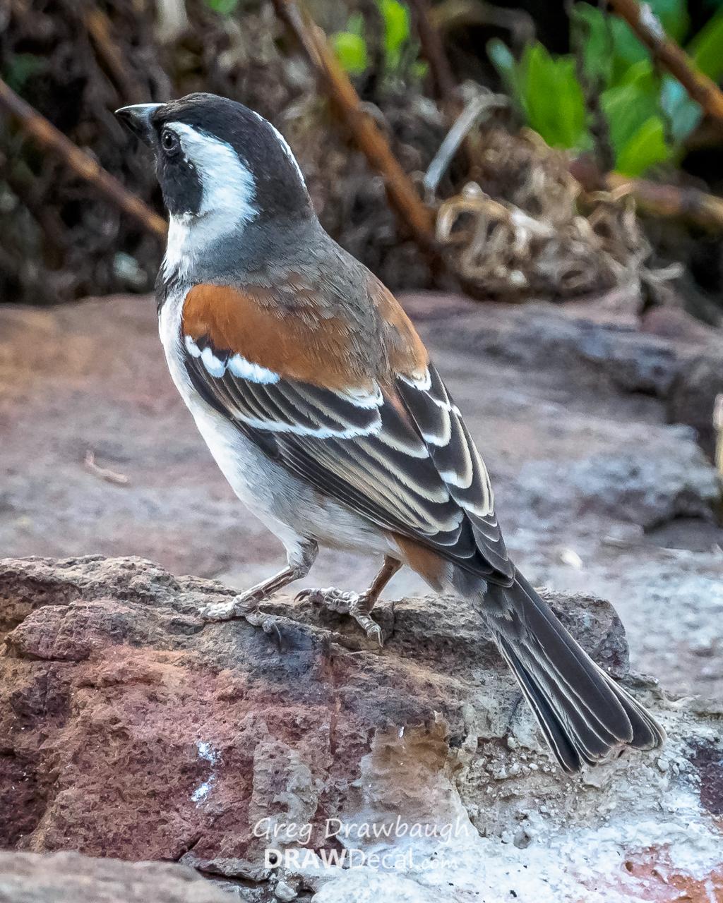 Cape Sparrow Photo by Greg Drawbaugh
