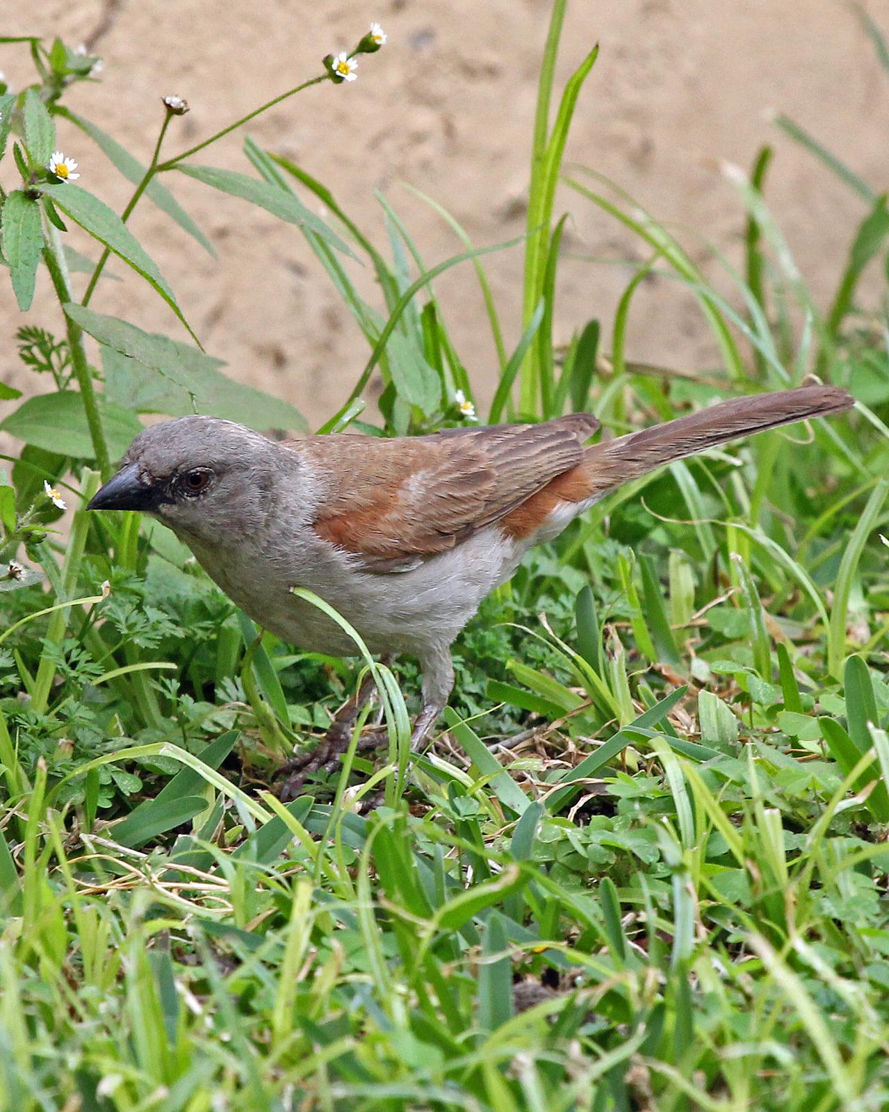 Northern Gray-headed Sparrow Photo by Robert Polkinghorn