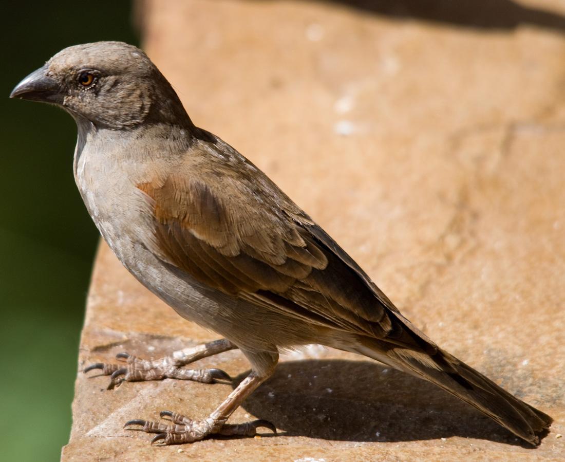 Parrot-billed Sparrow Photo by Carol Foil