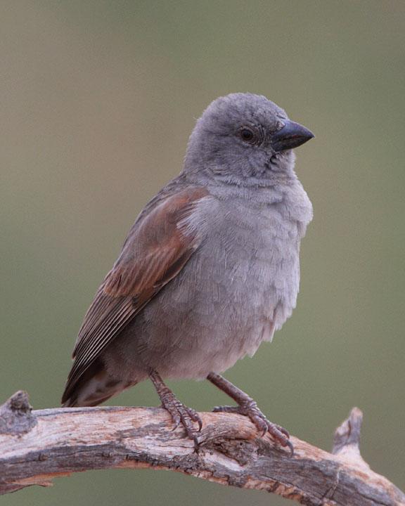 Swahili Sparrow Photo by Jack Jeffrey