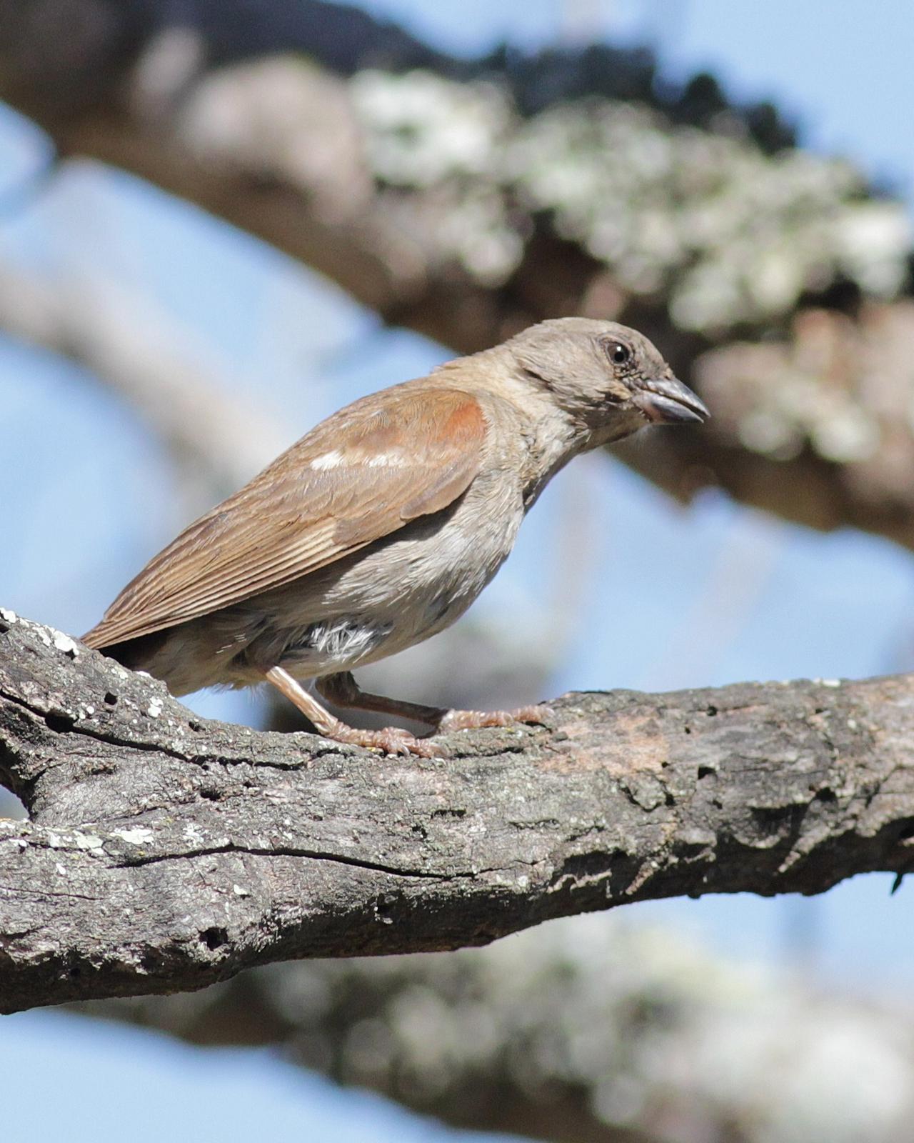 Southern Gray-headed Sparrow Photo by Alex Lamoreaux