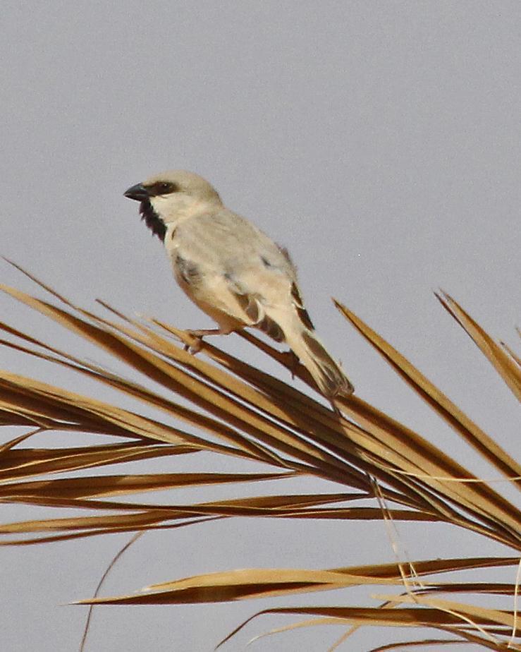 Desert Sparrow Photo by Robert Polkinghorn