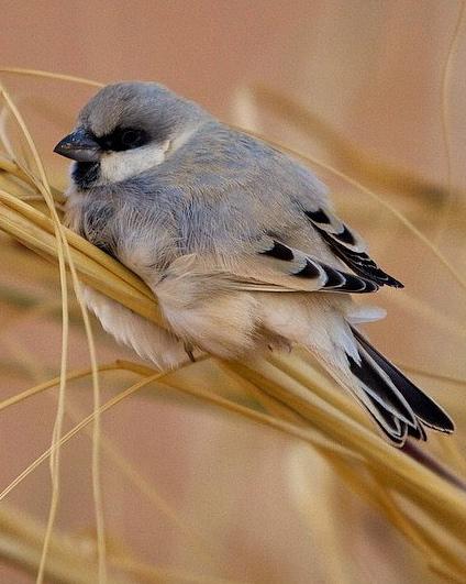 Desert Sparrow Photo by Francesco Veronesi