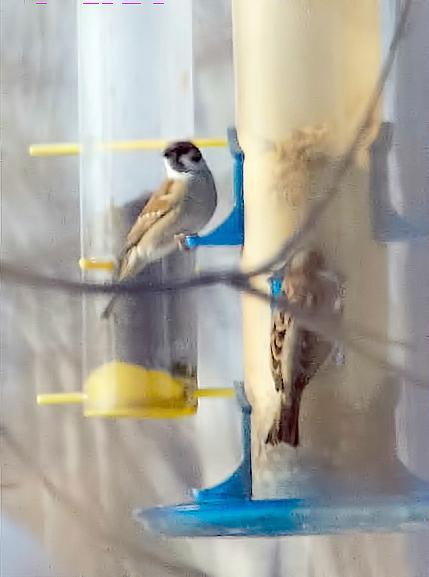 Eurasian Tree Sparrow Photo by Dan Tallman