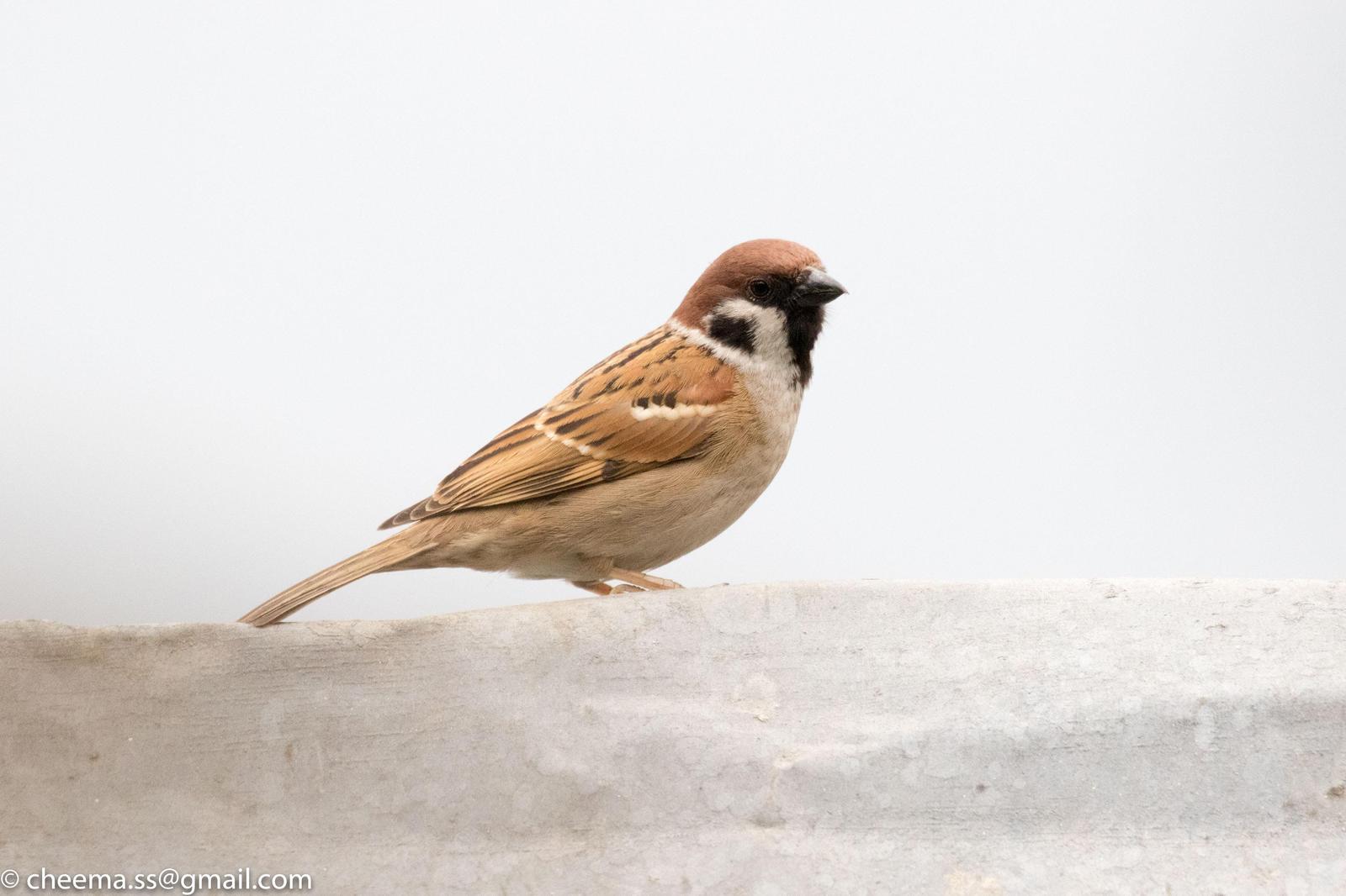 Eurasian Tree Sparrow Photo by Simepreet Cheema
