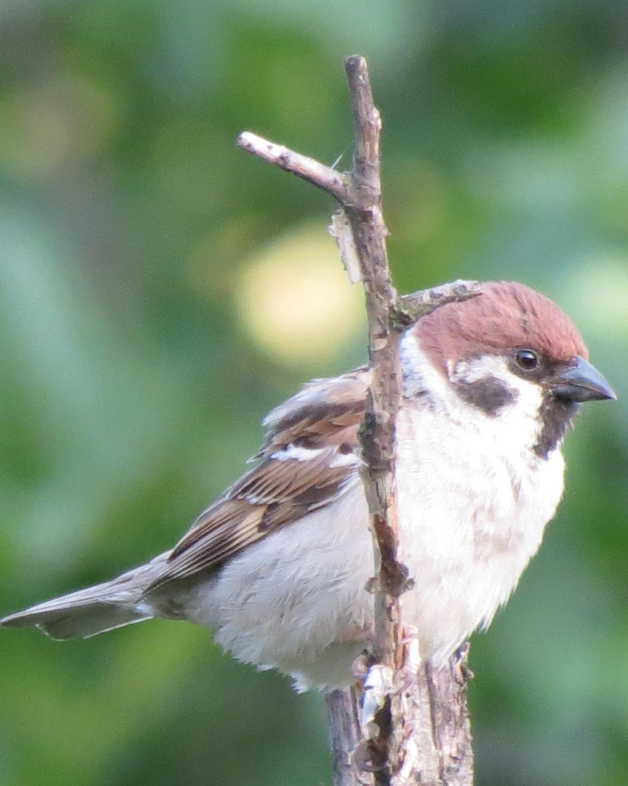 Eurasian Tree Sparrow Photo by David Bell
