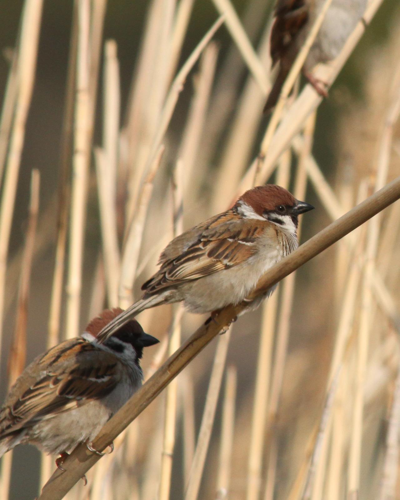 Eurasian Tree Sparrow Photo by Kasia  Ganderska Someya 