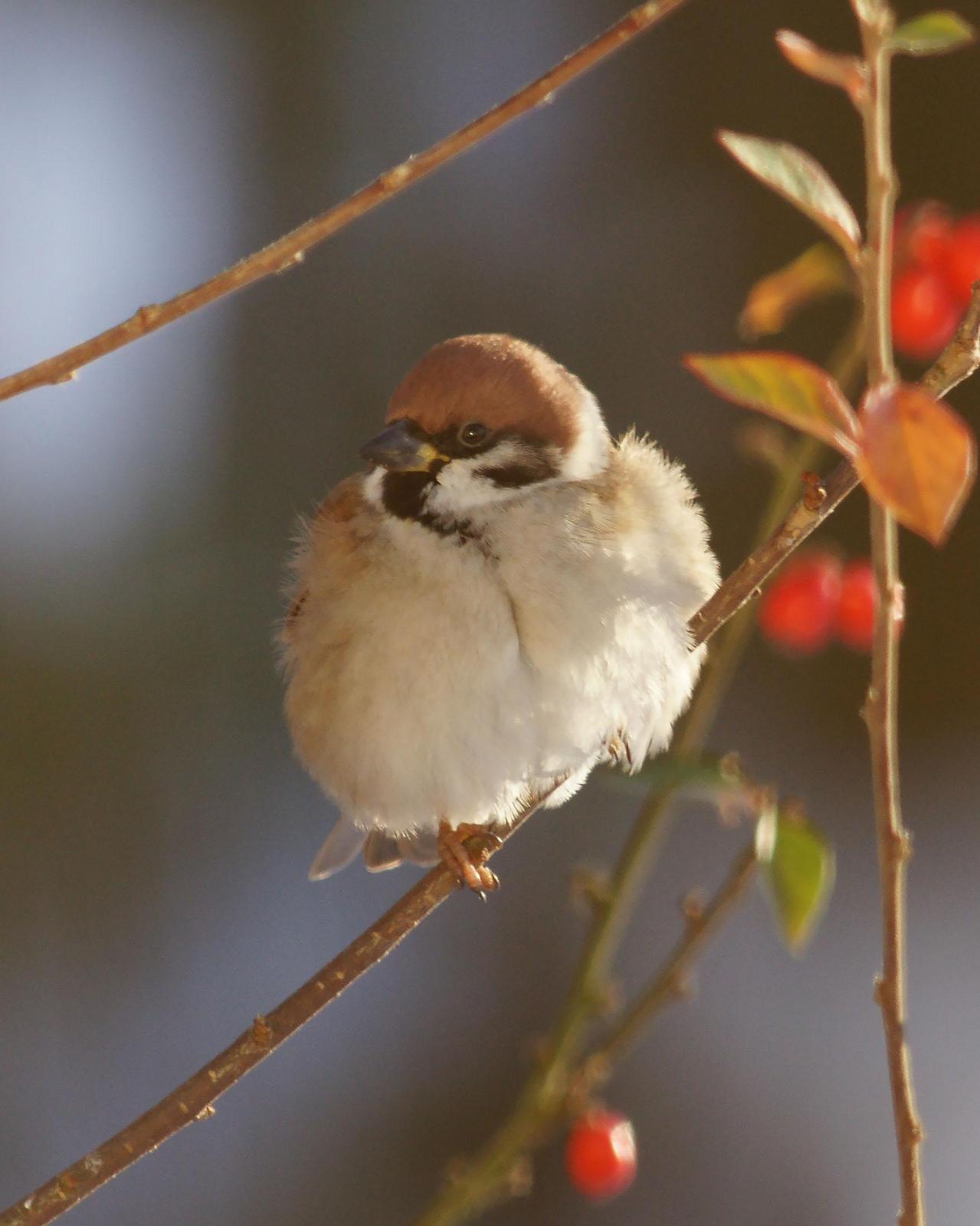 Eurasian Tree Sparrow Photo by Steve Percival