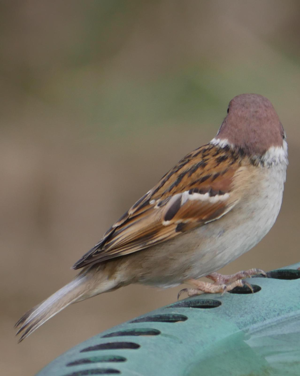Eurasian Tree Sparrow Photo by Peter Lowe