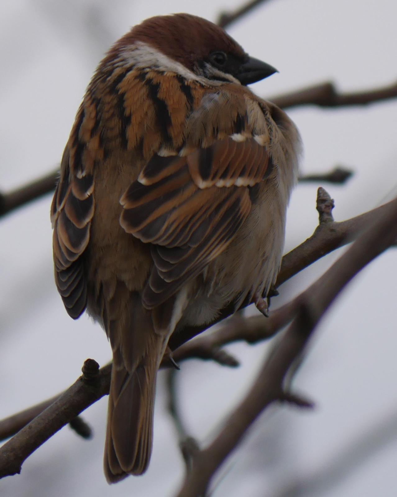 Eurasian Tree Sparrow Photo by Peter Lowe