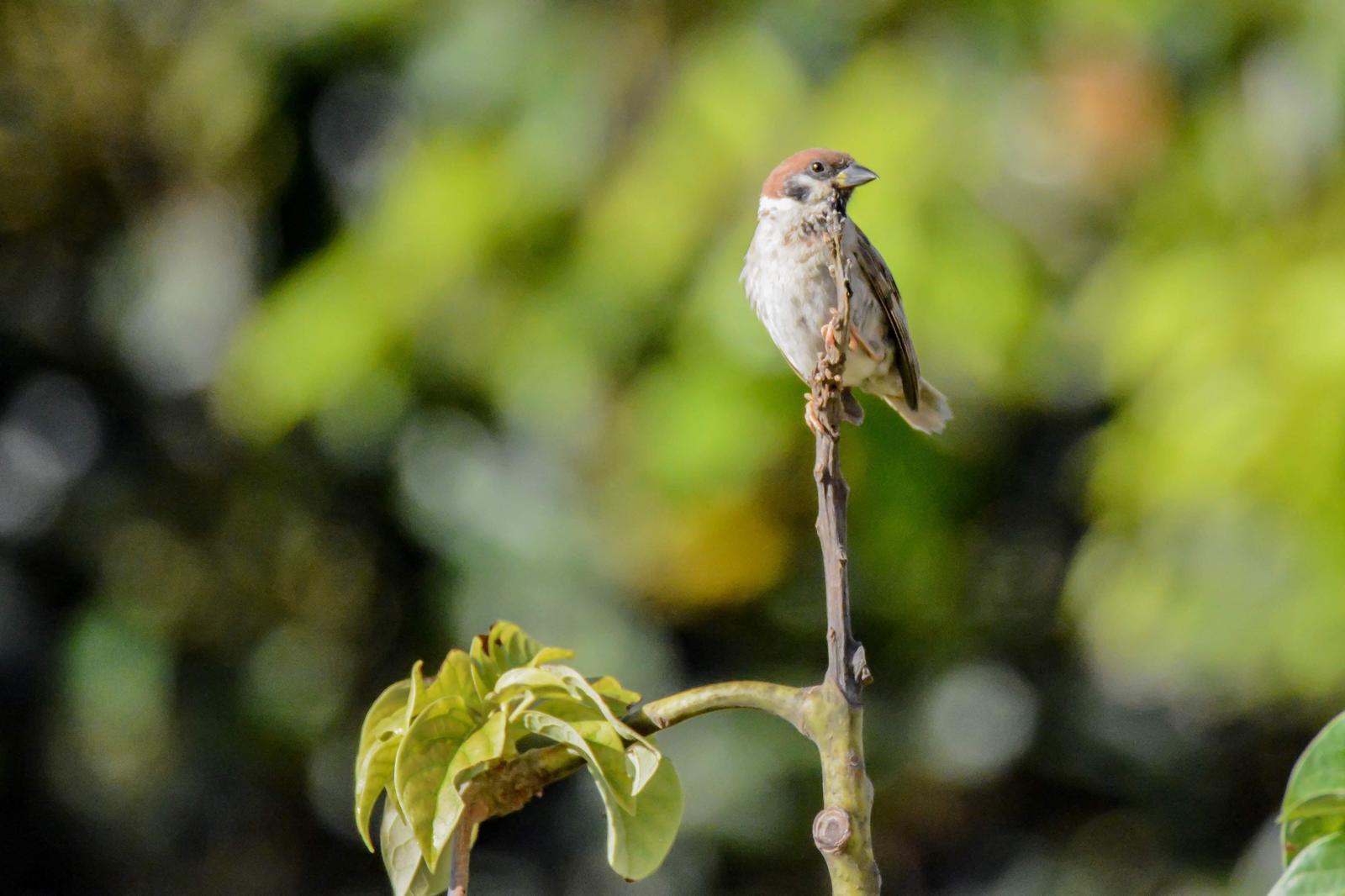 Eurasian Tree Sparrow Photo by Tyson Kahler