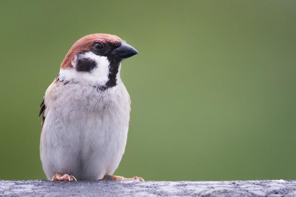 Eurasian Tree Sparrow Photo by Amanda Fulda