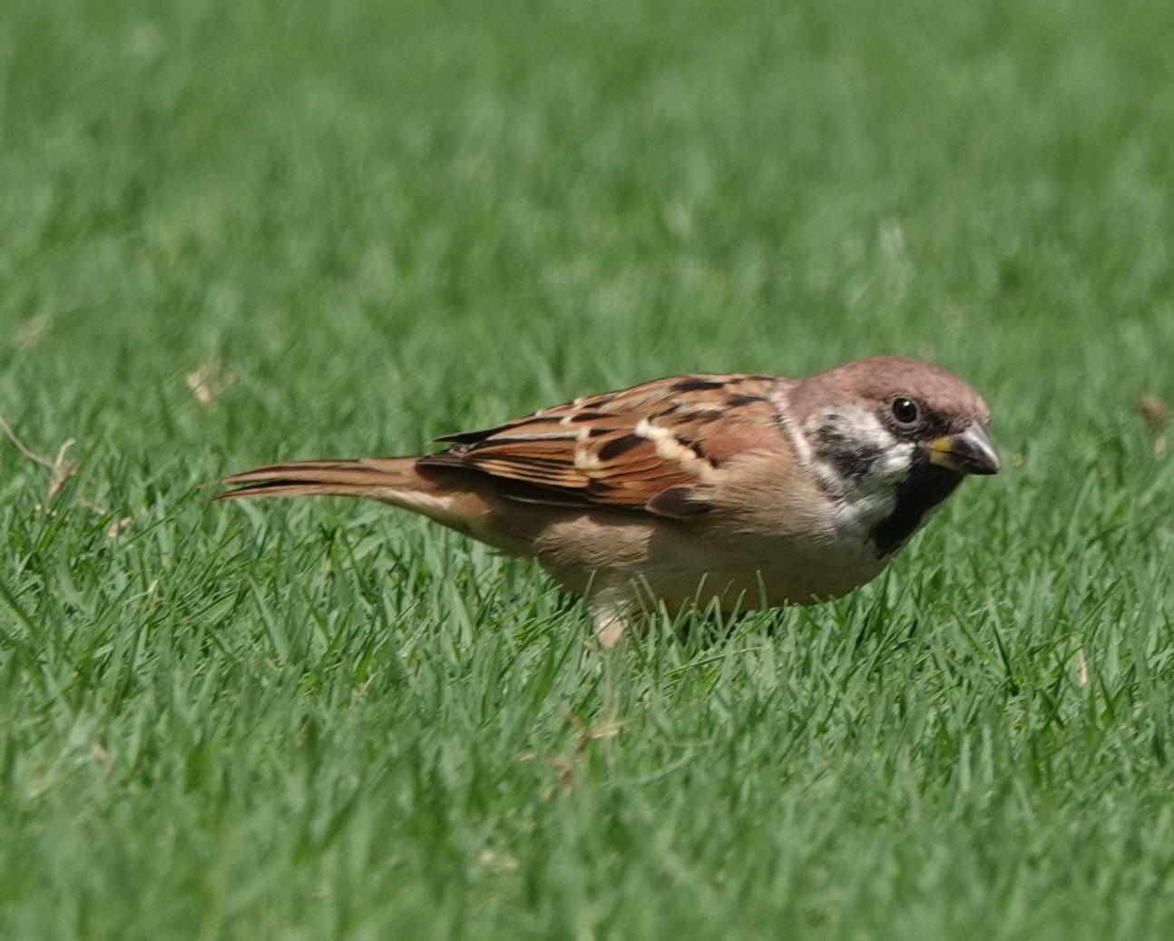 Eurasian Tree Sparrow Photo by Bonnie Clarfield-Bylin