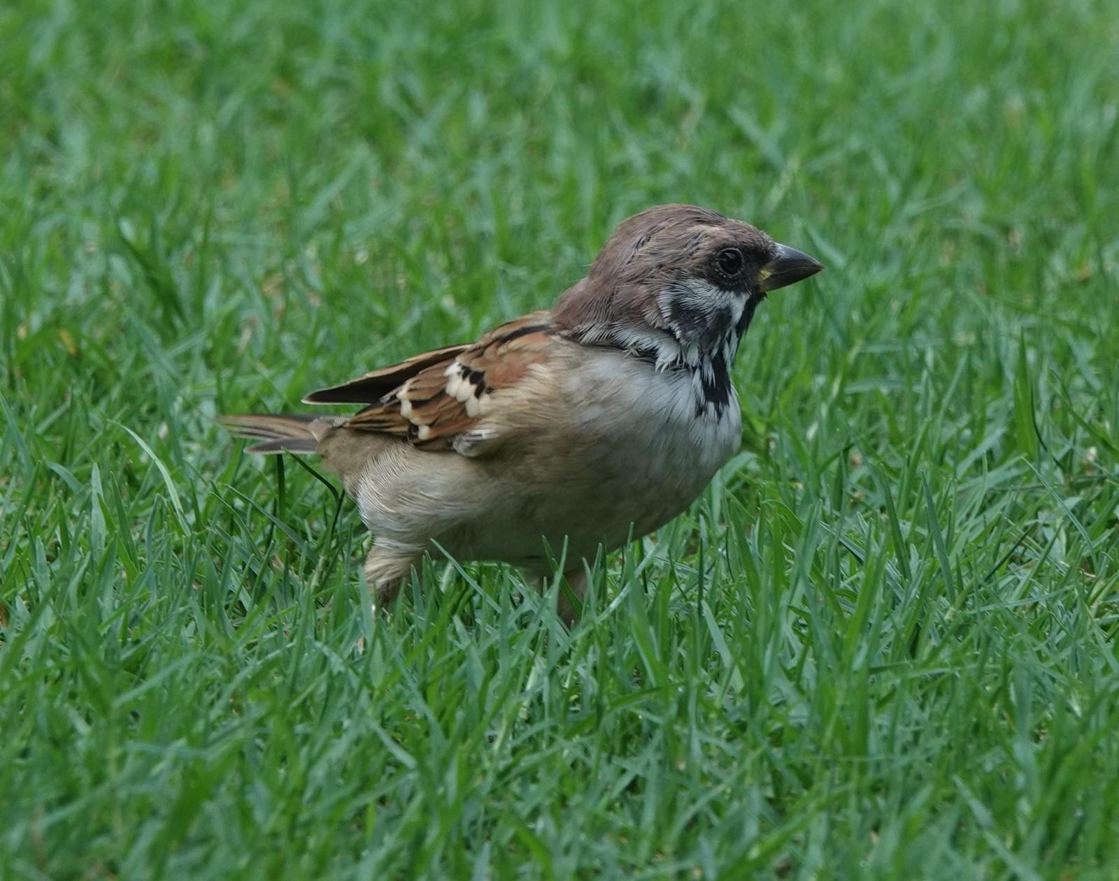 Eurasian Tree Sparrow Photo by Bonnie Clarfield-Bylin