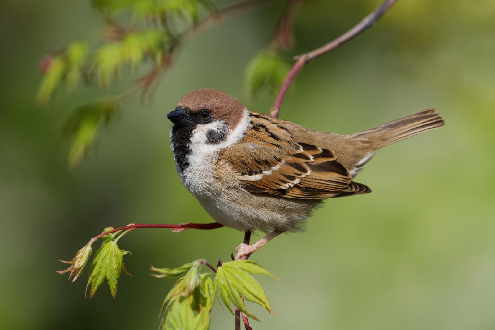 Eurasian Tree Sparrow Photo by Robert Cousins