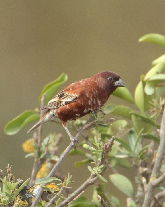 Chestnut Sparrow Photo by Jack Jeffrey