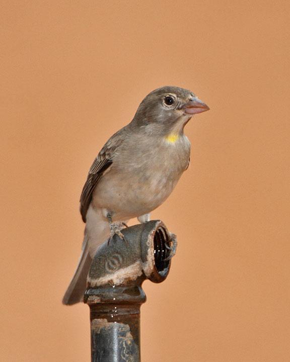 Yellow-spotted Bush Sparrow Photo by Jack Jeffrey