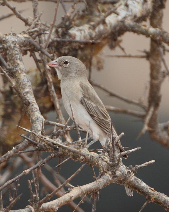 Yellow-spotted Bush Sparrow Photo by Jack Jeffrey