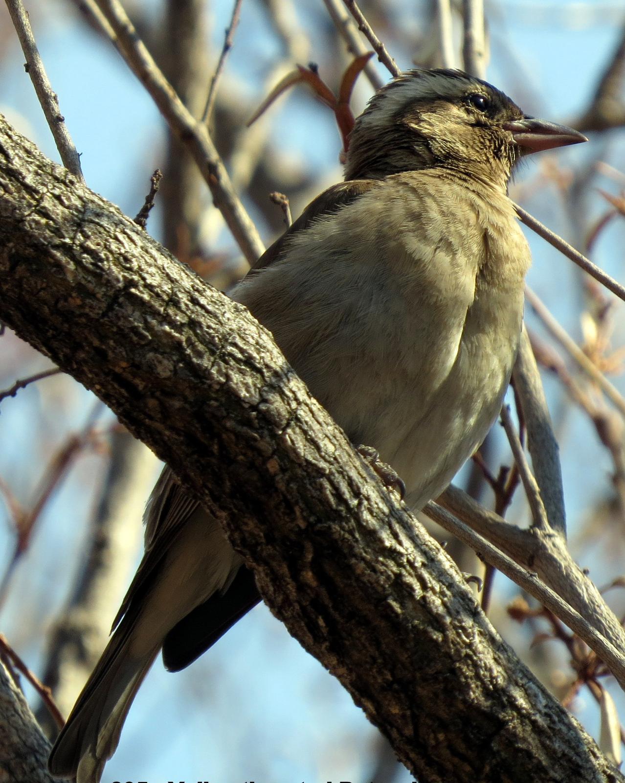 Yellow-throated Bush Sparrow Photo by Richard  Lowe