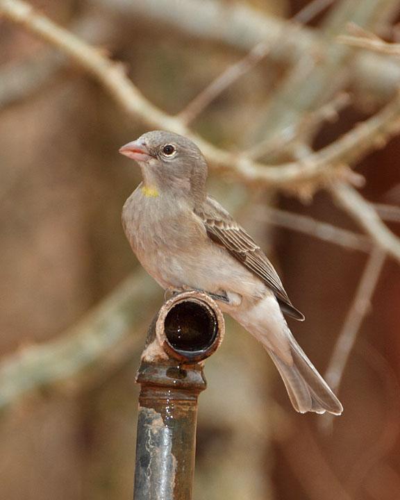 Sahel Bush Sparrow Photo by Jack Jeffrey
