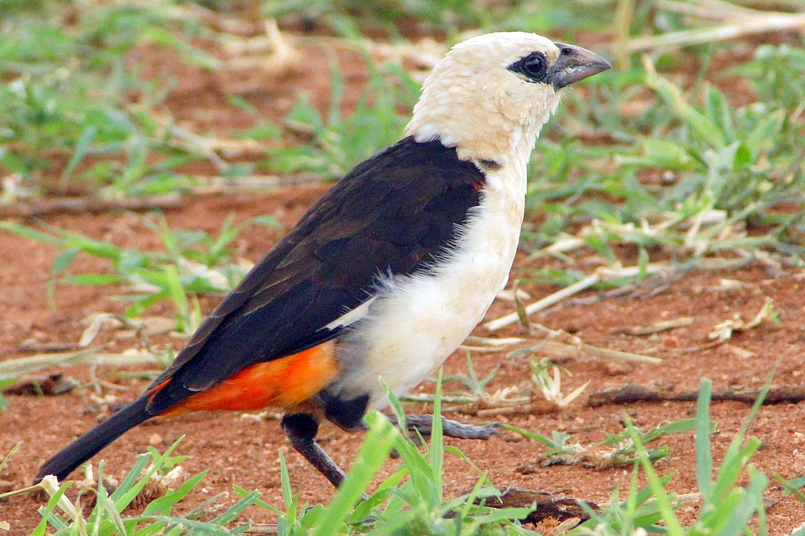 White-headed Buffalo-Weaver Photo by Charlie  Lawrence 