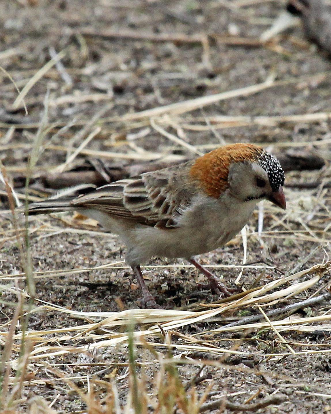 Speckle-fronted Weaver Photo by Robert Polkinghorn