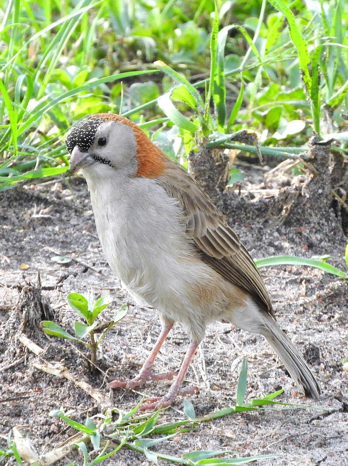 Speckle-fronted Weaver Photo by Todd A. Watkins