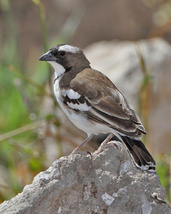 White-browed Sparrow-Weaver Photo by Jack Jeffrey