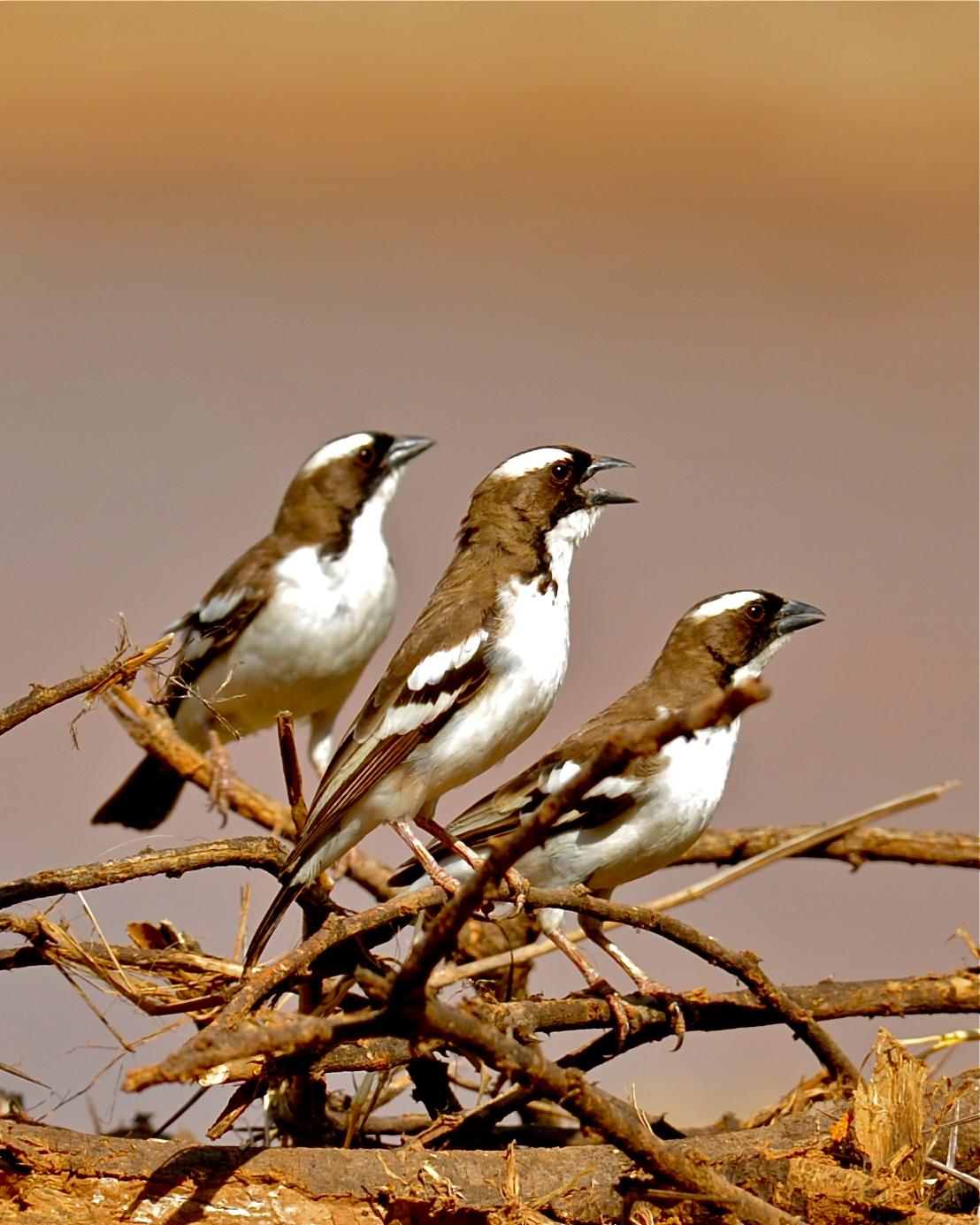 White-browed Sparrow-Weaver Photo by Gerald Friesen