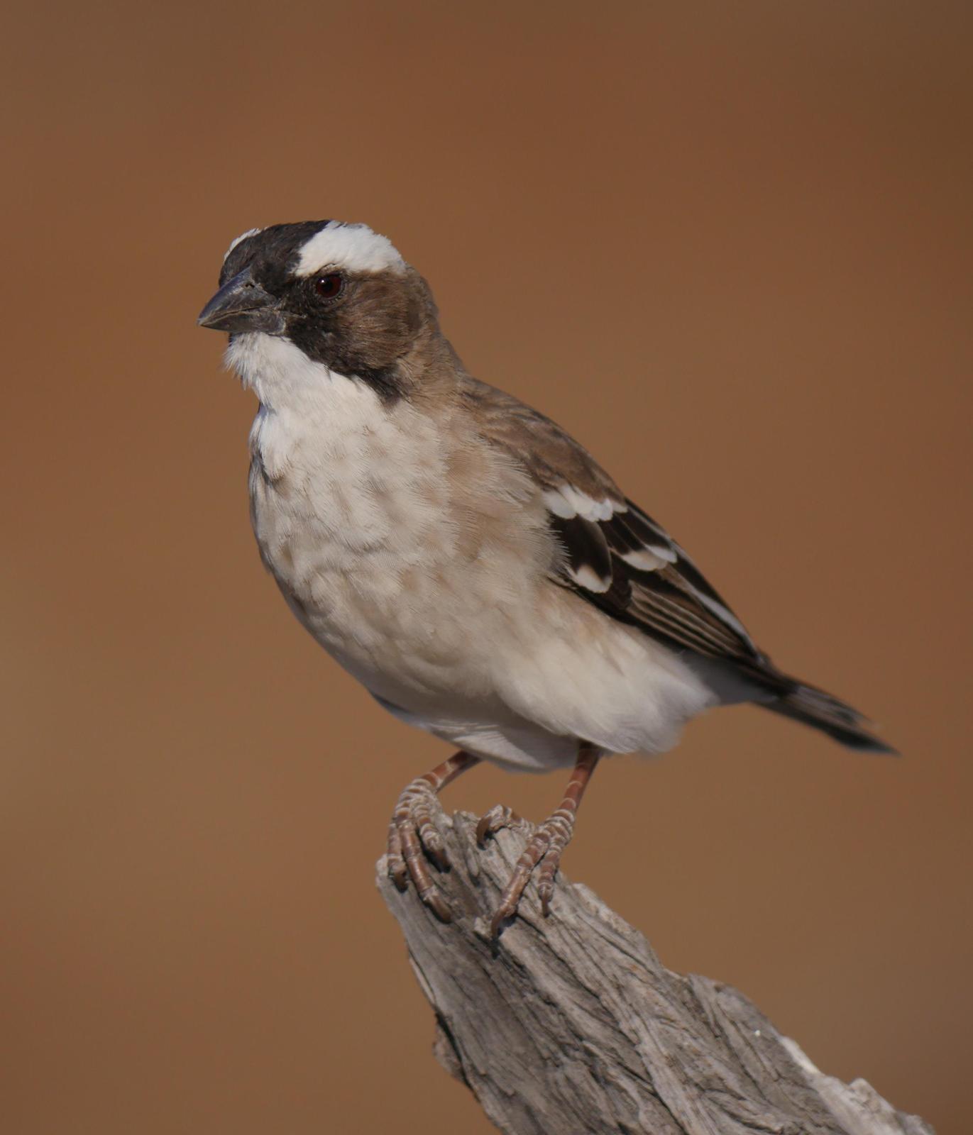 White-browed Sparrow-Weaver Photo by Peter Lowe