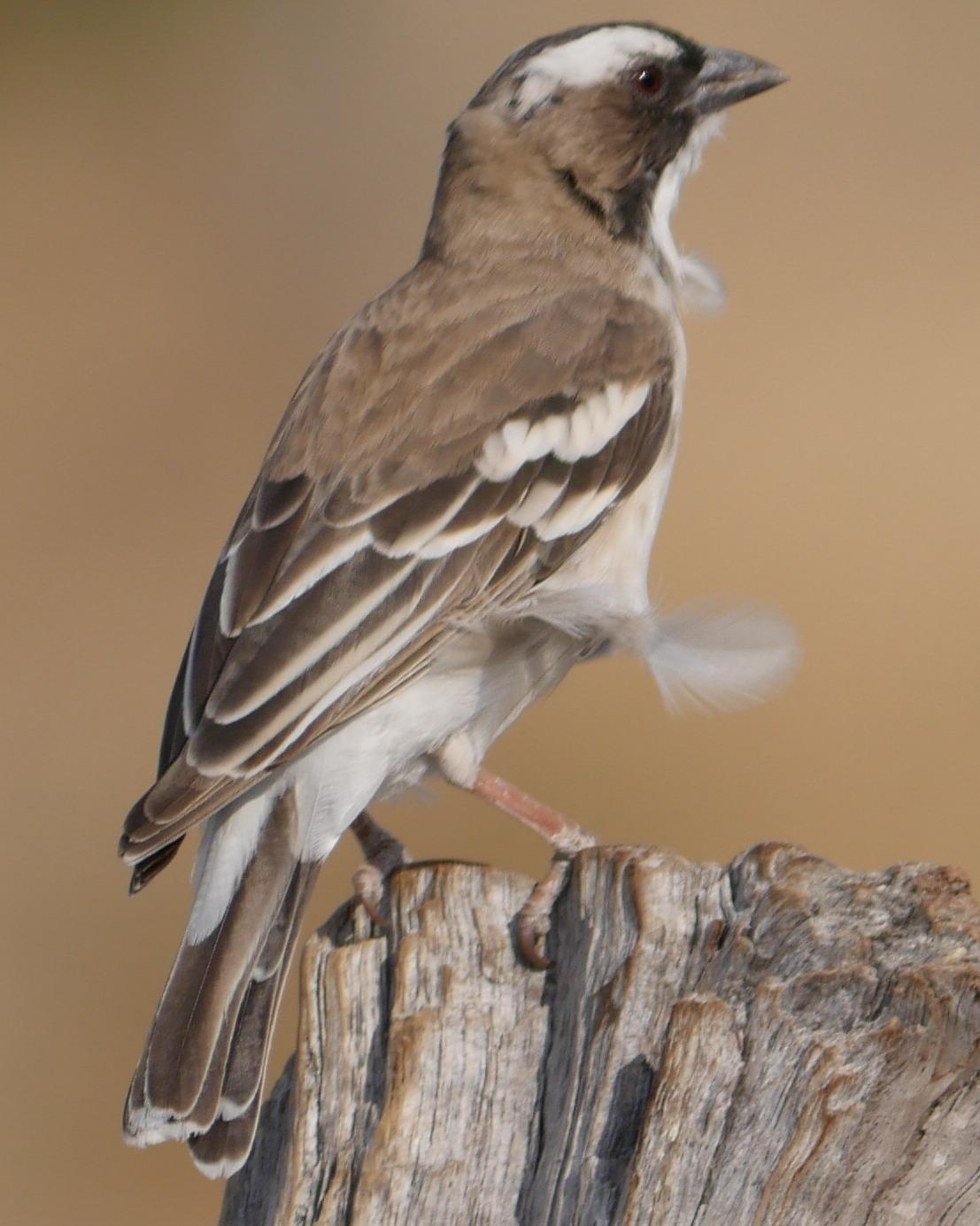 White-browed Sparrow-Weaver Photo by Peter Lowe