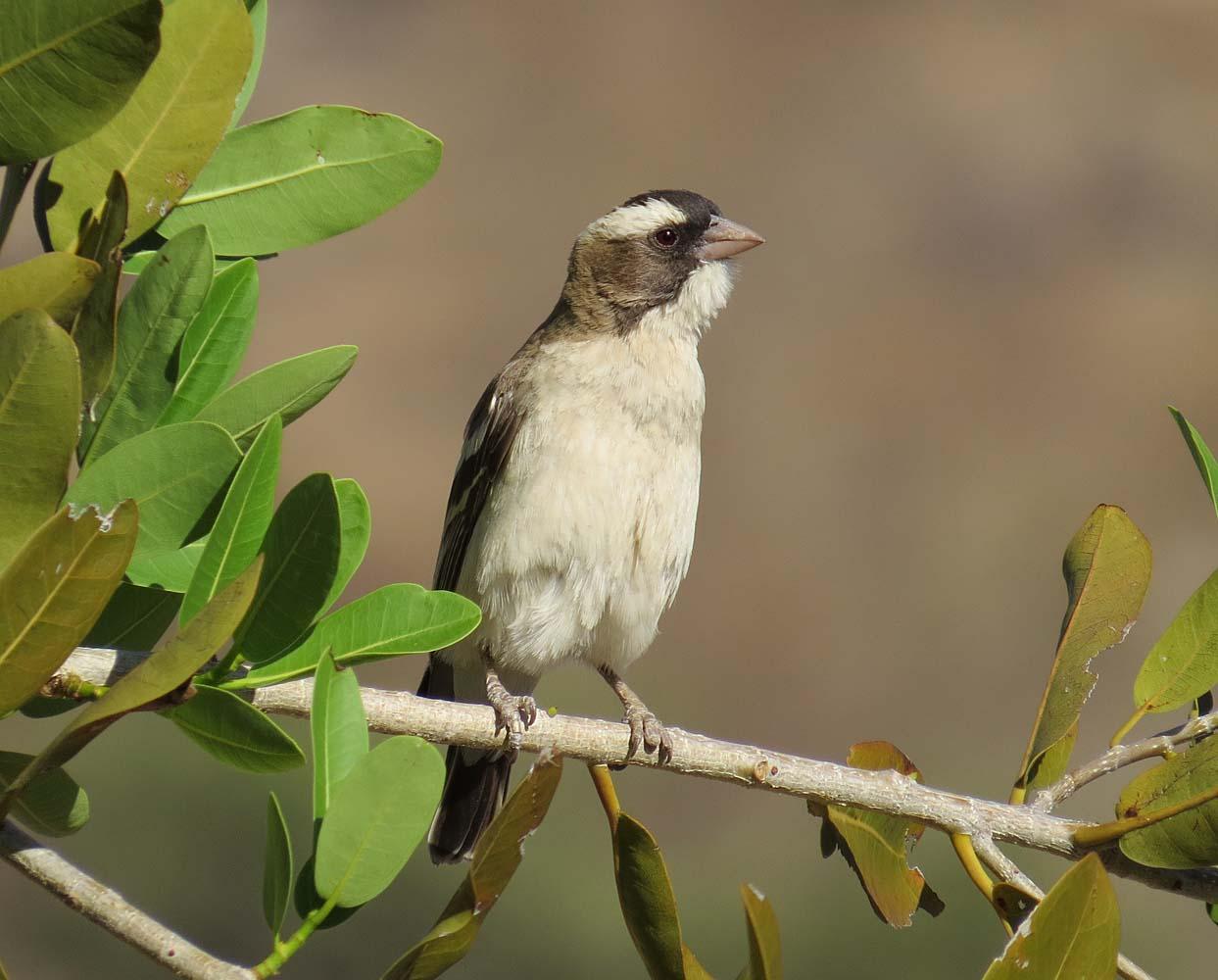 White-browed Sparrow-Weaver Photo by Peter Boesman