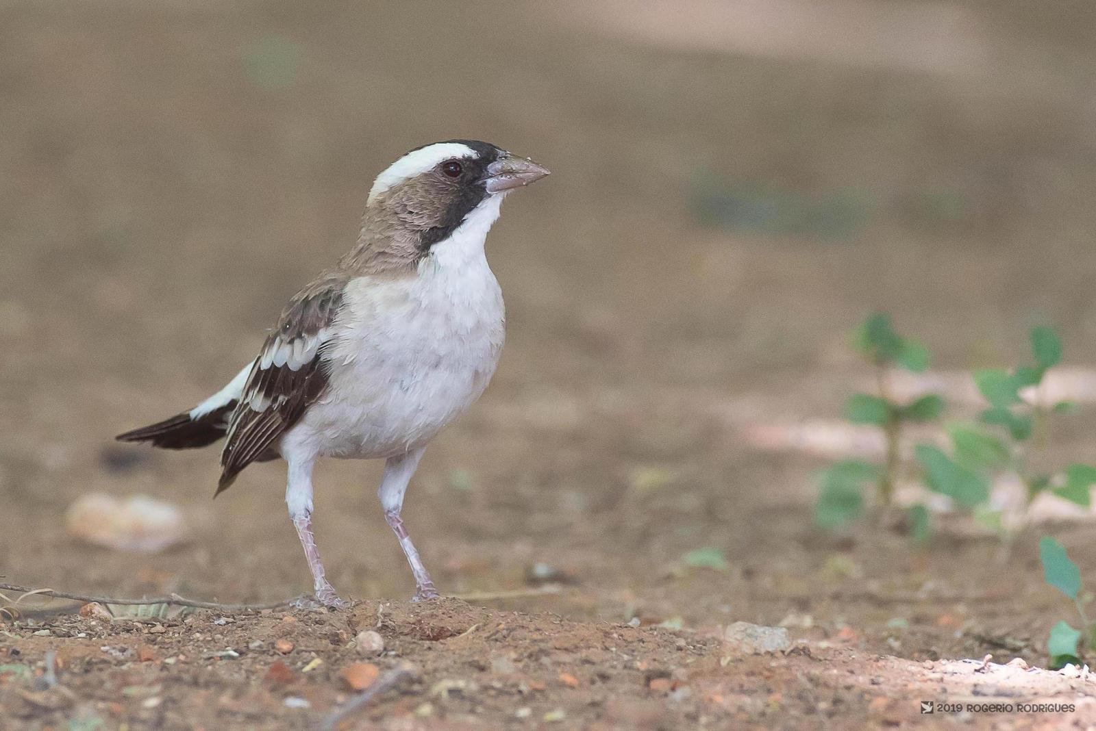 White-browed Sparrow-Weaver Photo by Rogerio Rodrigues 