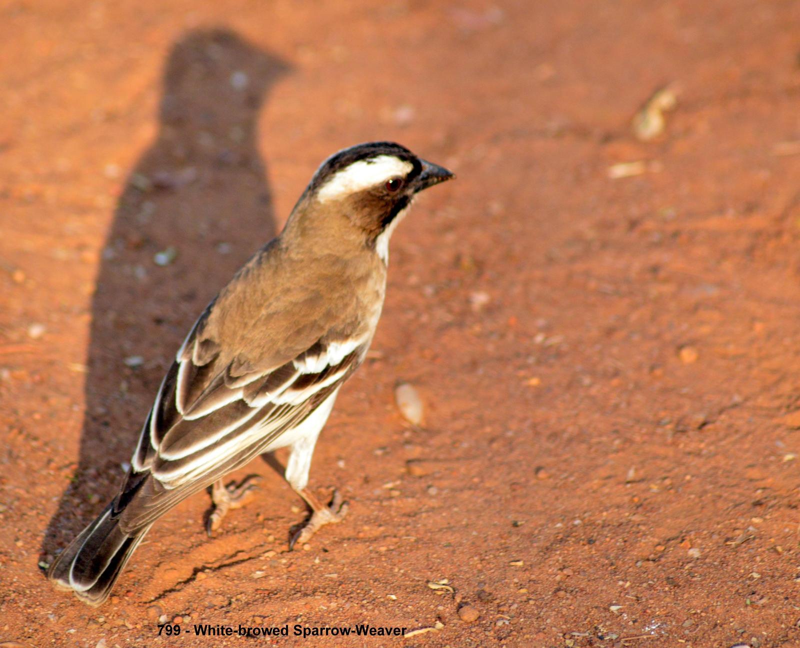 White-browed Sparrow-Weaver Photo by Richard  Lowe