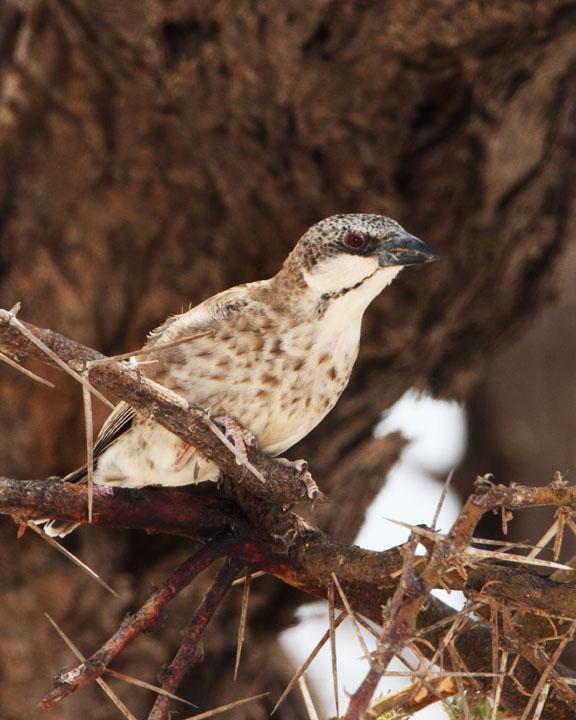 Donaldson-Smith's Sparrow-Weaver Photo by Jack Jeffrey
