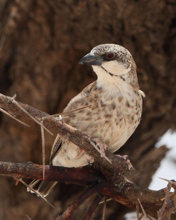 Donaldson-Smith's Sparrow-Weaver Photo by Jack Jeffrey