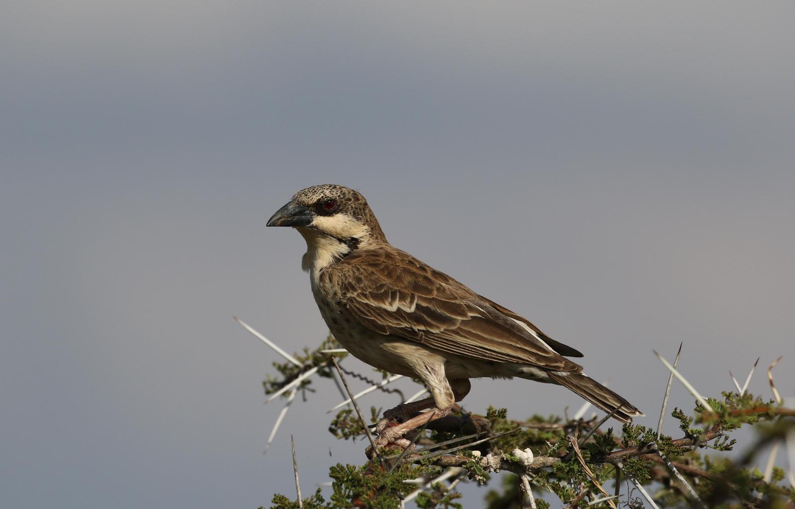 Donaldson-Smith's Sparrow-Weaver Photo by Nate Dias