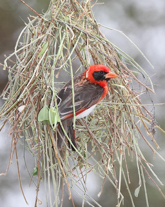 Red-headed Weaver Photo by Jack Jeffrey