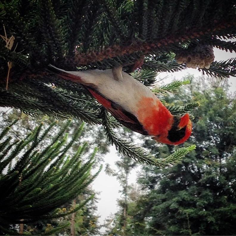 Red-headed Weaver Photo by Simon Bernard