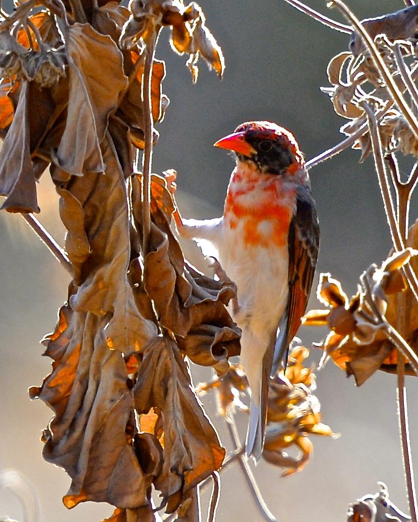 Red-headed Weaver Photo by Gerald Friesen