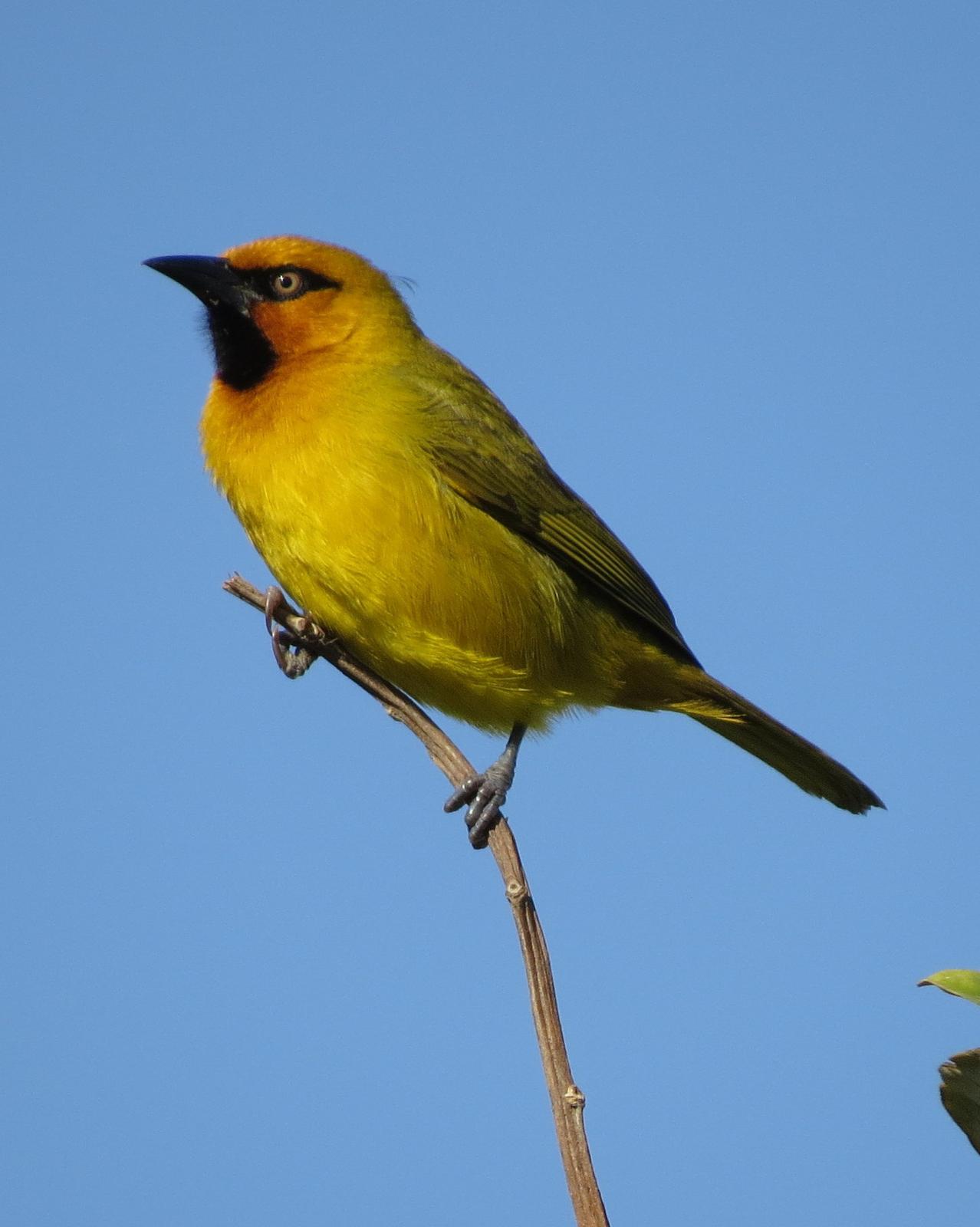 Spectacled Weaver Photo by Richard  Lowe
