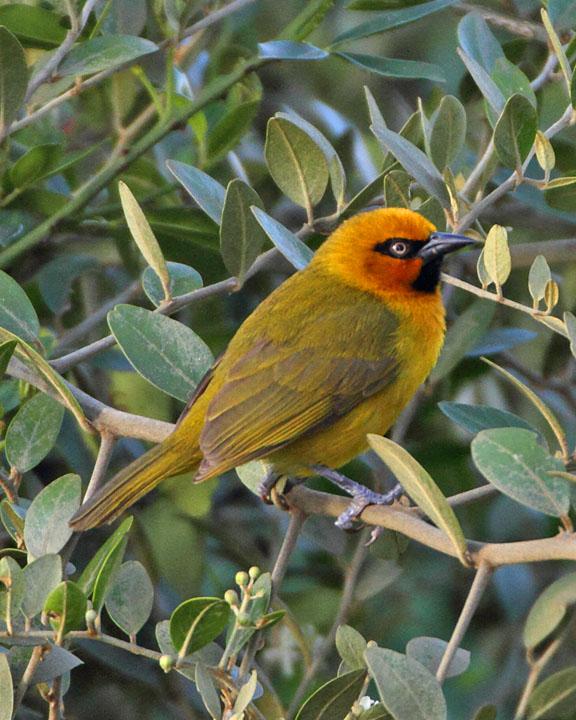 Spectacled Weaver Photo by Jack Jeffrey