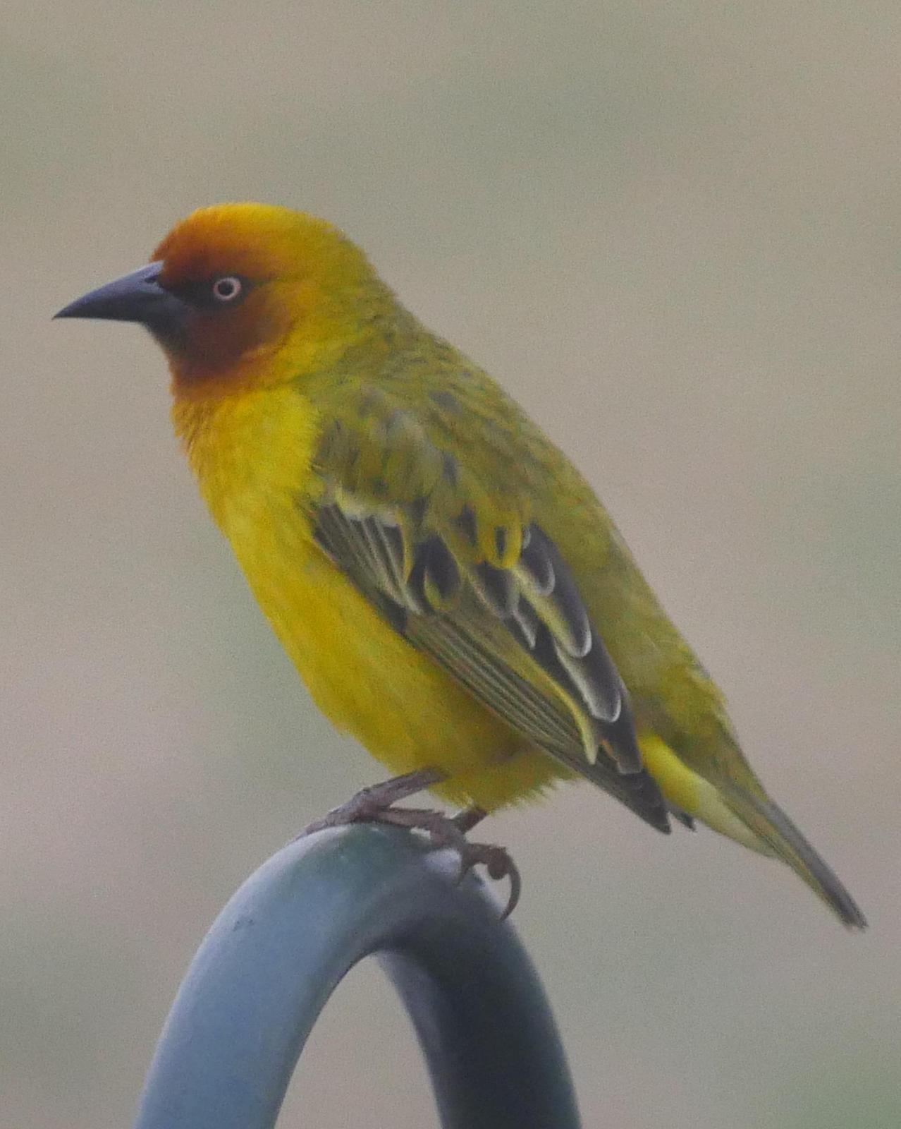 Cape Weaver Photo by Peter Lowe