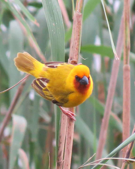 Southern Brown-throated Weaver Photo by Peter Boesman