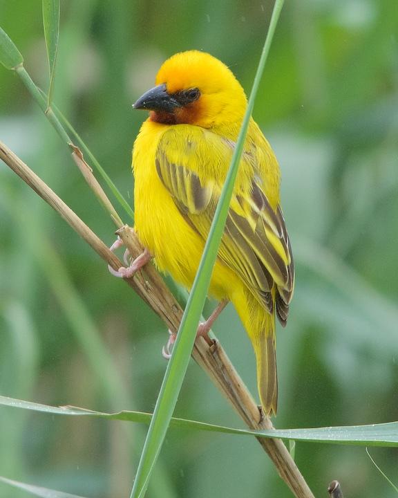 Southern Brown-throated Weaver Photo by Denis Rivard