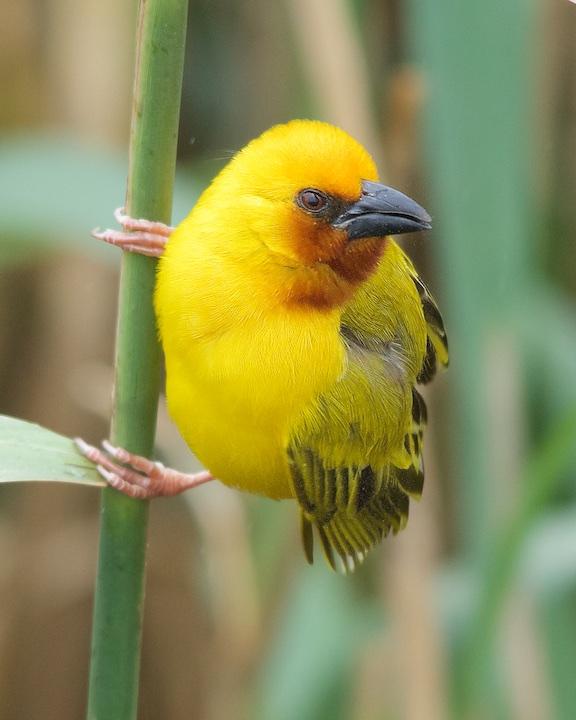 Southern Brown-throated Weaver Photo by Denis Rivard