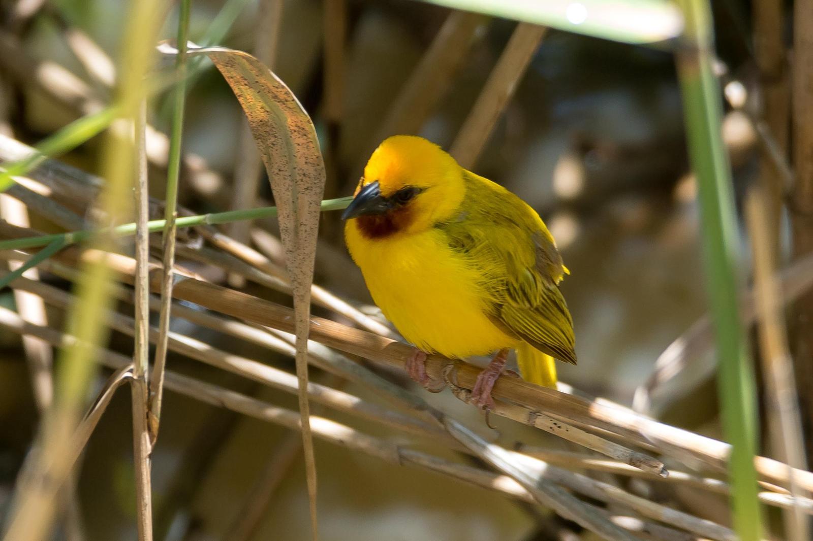 Southern Brown-throated Weaver Photo by Gerald Hoekstra