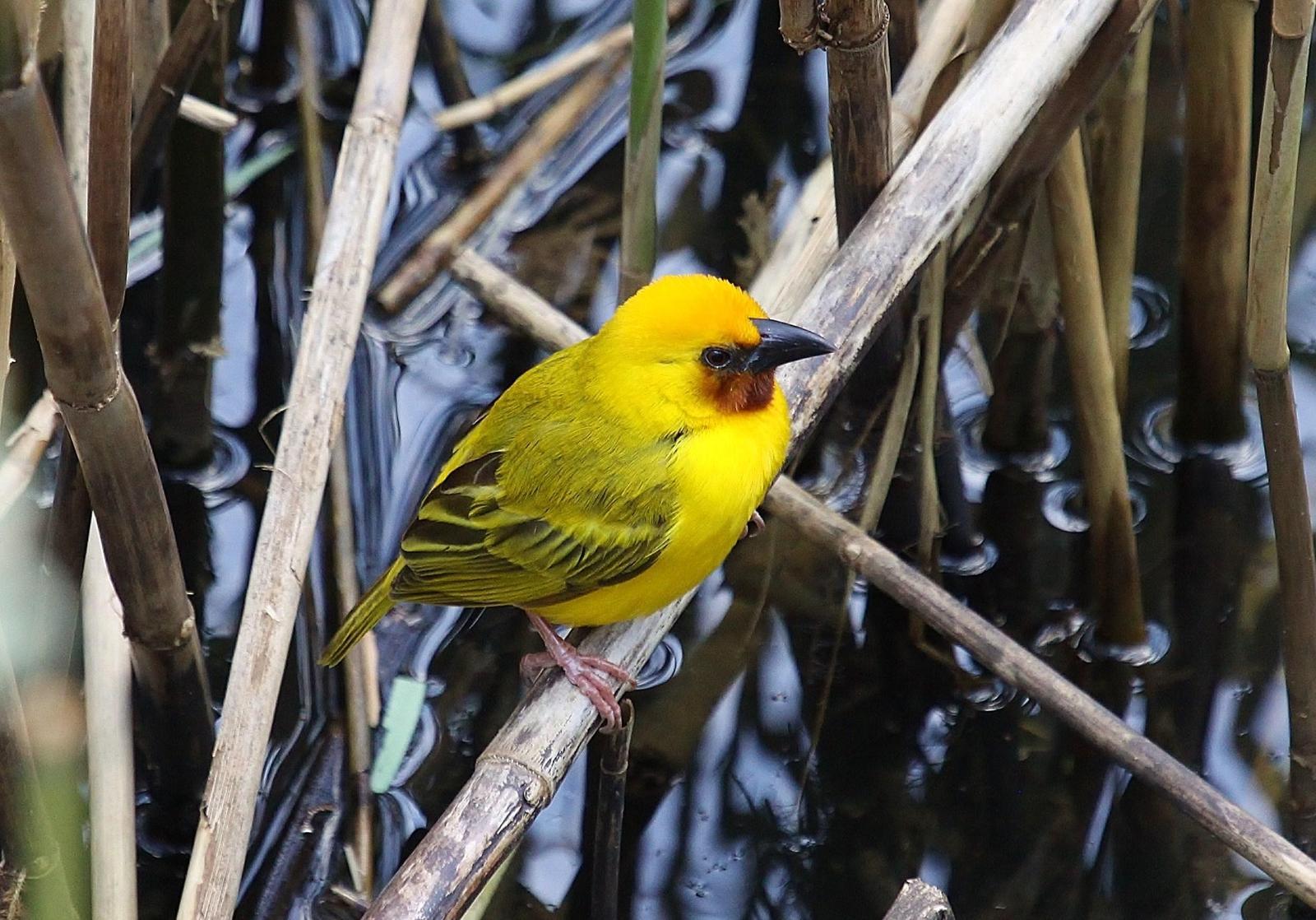 Southern Brown-throated Weaver Photo by Matthew McCluskey