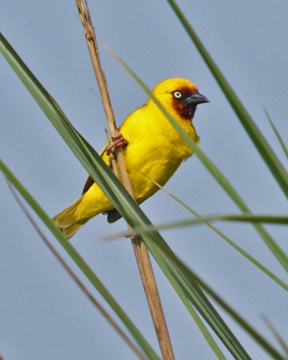 Northern Brown-throated Weaver Photo by Jack Jeffrey